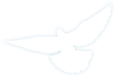 鳩イラスト